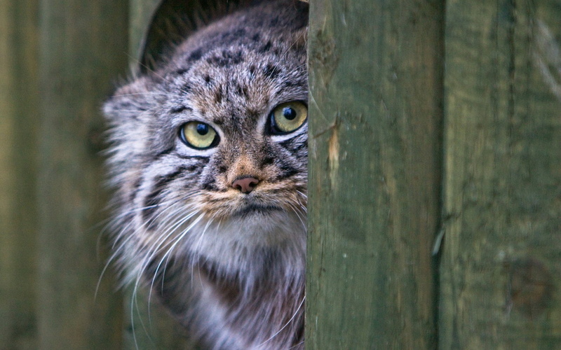1080P, Pallass Cat, Cats
