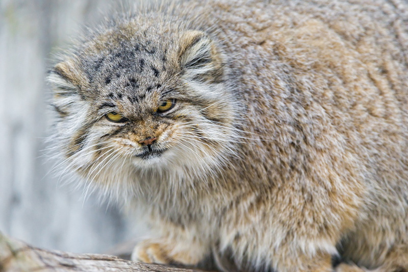 pallas cat, cat, wild Cat, animals, 1080P