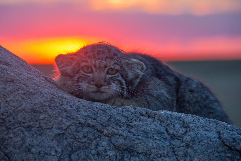 Depth Of Field, 1080P, Sunset, Cats, Pallass Cat, Wildlife