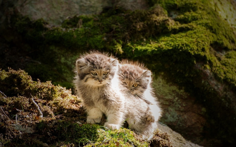 coated, animal Hair, kittens, pets, plant, pallas, curiosity, outdoors, animal themes, tabby, paw, grass, beautiful, cute, playful, long, gray, domestic