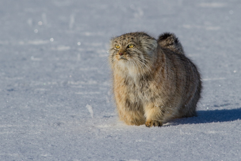 snow, looking at camera, mammal, Animal, full length, portrait, cold temperature, nature, 1080P, animals in the wild, pallass cat, no people, winter, one animal