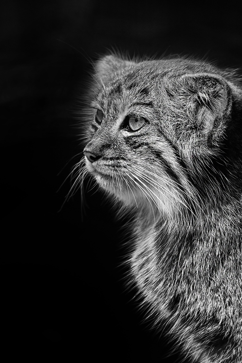 gcat, portrait, domestic, cat, whisker, animal body part, zoo, vertebrate, black and white, pallas cat, domestic cat, maine coon cat, animal themes, indoors