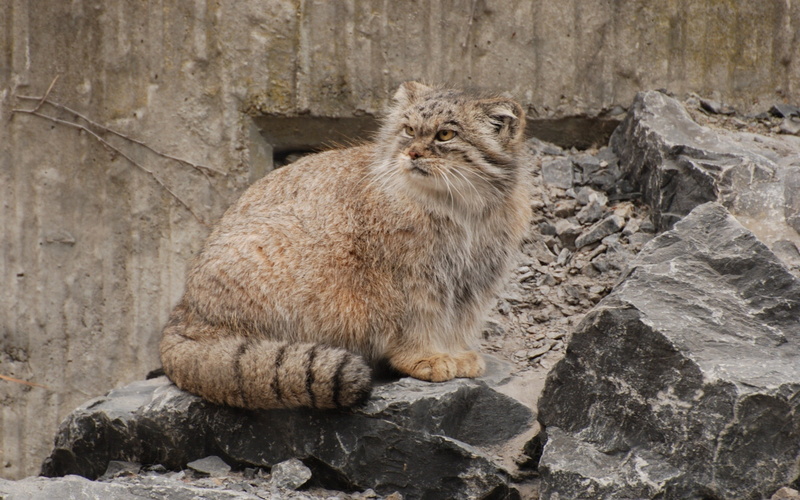 pets, animal, day, rock - object, nature, rock, one animal, brown, no people, pallas, vertebrate, looking, 2K, sitting, aggression, whisker, relaxation