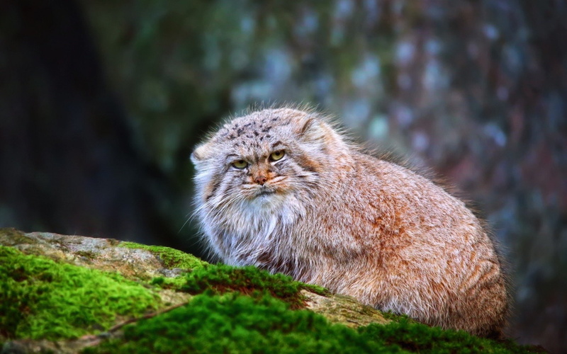 Pallass Cat, Cats, 1080P, Cat