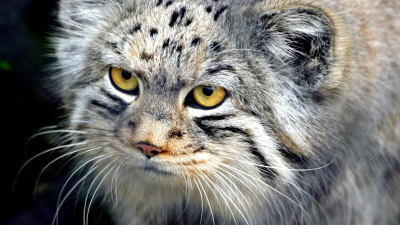 face, looking at camera, whisker, big cat, animals In The Wild, pets, animal Eye, staring, carnivore, yellow eyes, pallas, gray, animal, aggression, focus on foreground