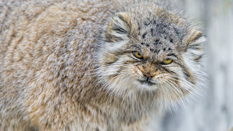 manul, manul cat, fur, wildlife, 4K, whiskers, wildcat, wild cat, otocolobus manul, pallas cat, snout, cat