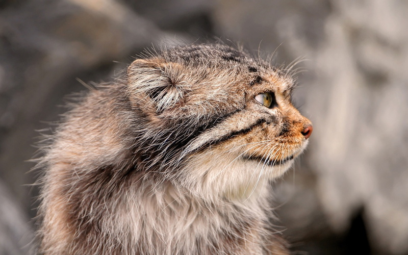 looking away, animal eye, kitten, hair, animal themes, photo, vertebrate, looking, lynx, brown, whisker, focus on foreground, hd, 2K, mammal, animal, animal hair