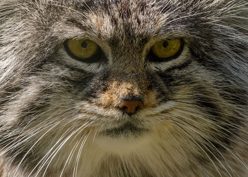 wild, pallas, 1080P, predator, face, portrait, manul, cat