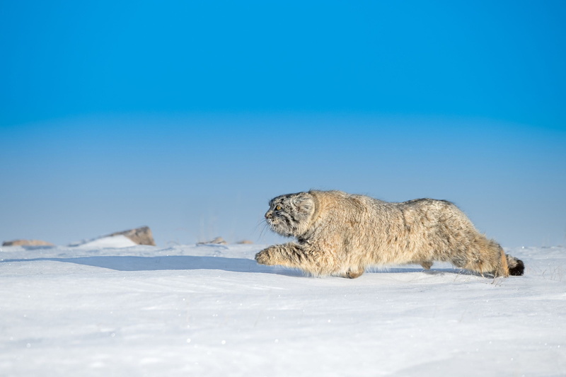 winter, nature, big cats, lynx, wildlife, Pallass Cat, blue, 2K, cats, mammals, snow, animals