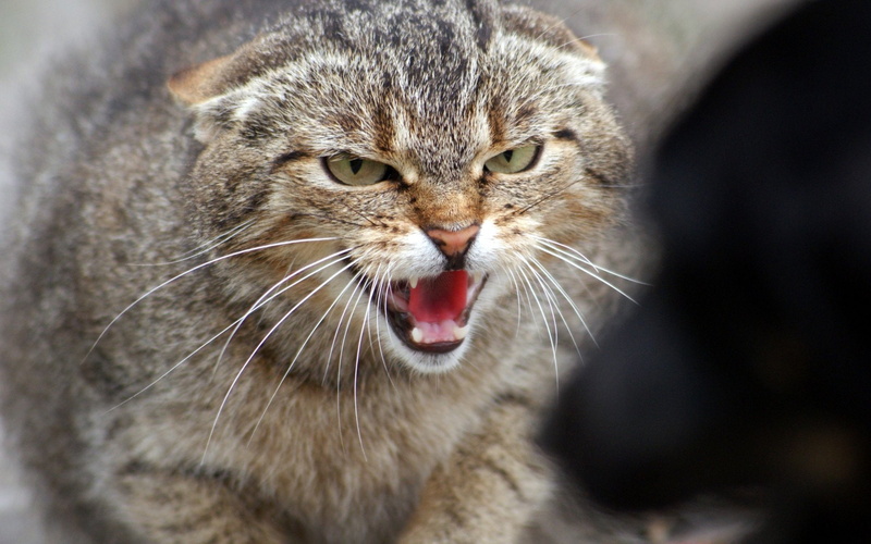 Cats, 1080P, Pallass Cat