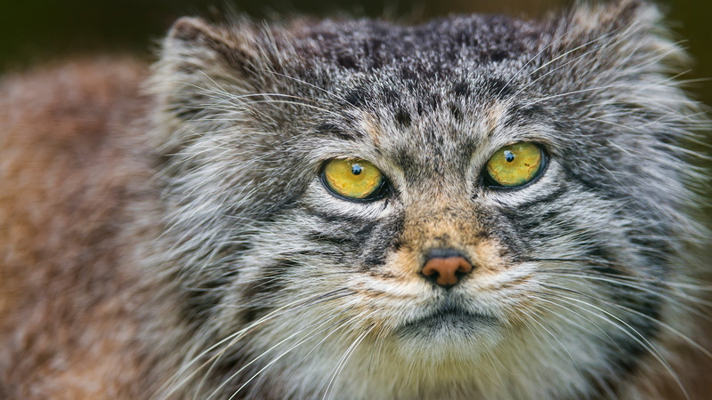 Cat, Animal, Cats, Pallass Cat, 4K