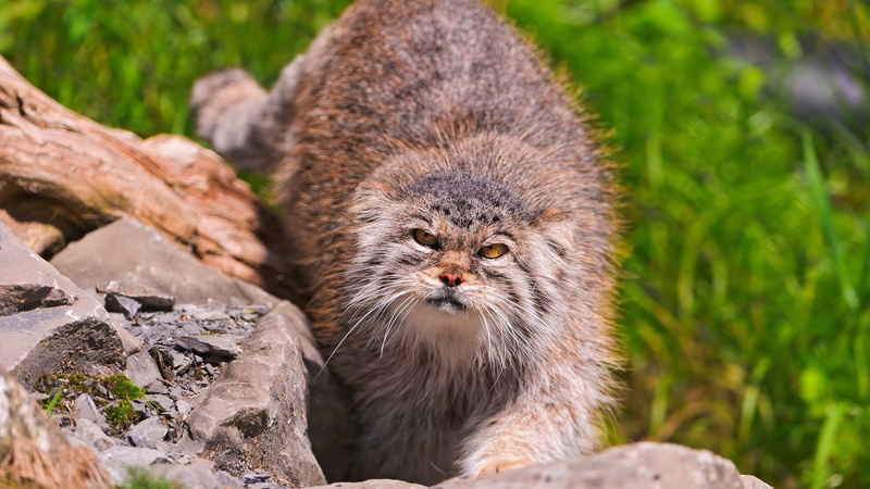 1080P, Pallass Cat, Cats