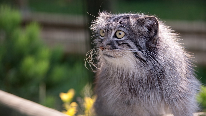 Cats, 1080P, Pallass Cat