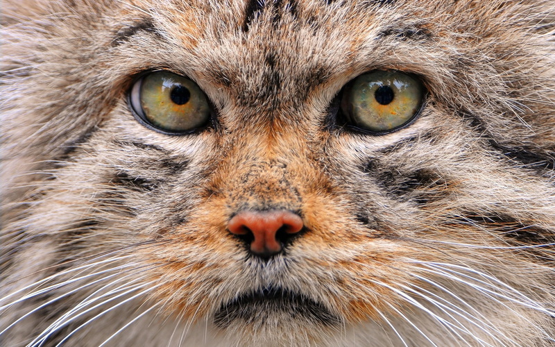 pallas, cat, manul, wild, 1080P