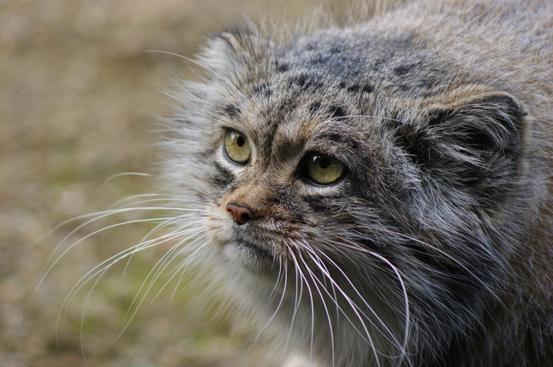 wildlife, domestic cat, animal, animal body part, animal head, no people, close-up, domestic animals, animal eye, cat, mongolia, whisker, looking away