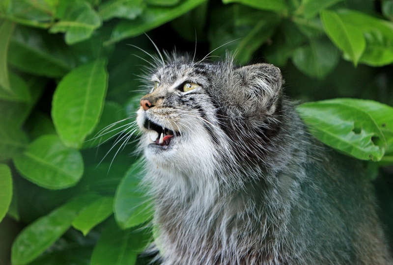 mewing, gray, aggression, outdoors, animal head, image, animal body part, animals in the wild, one animal, focus on foreground, mouth, animal wildlife