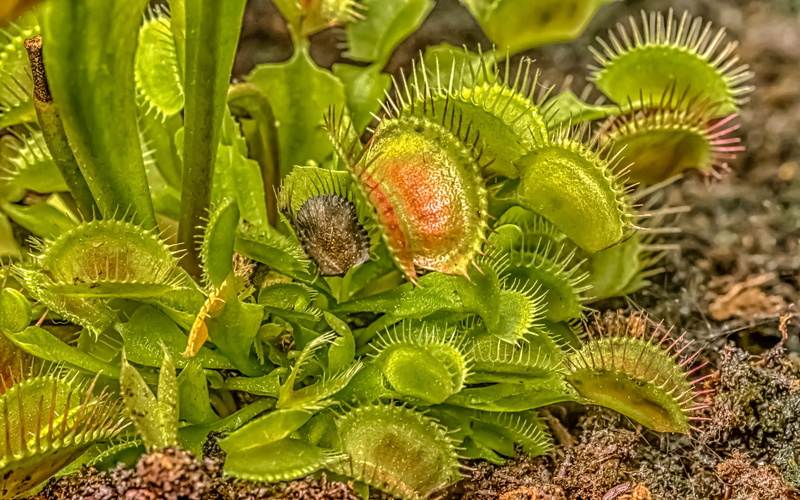 plant, Venus flytrap, 1080P, green, leaves