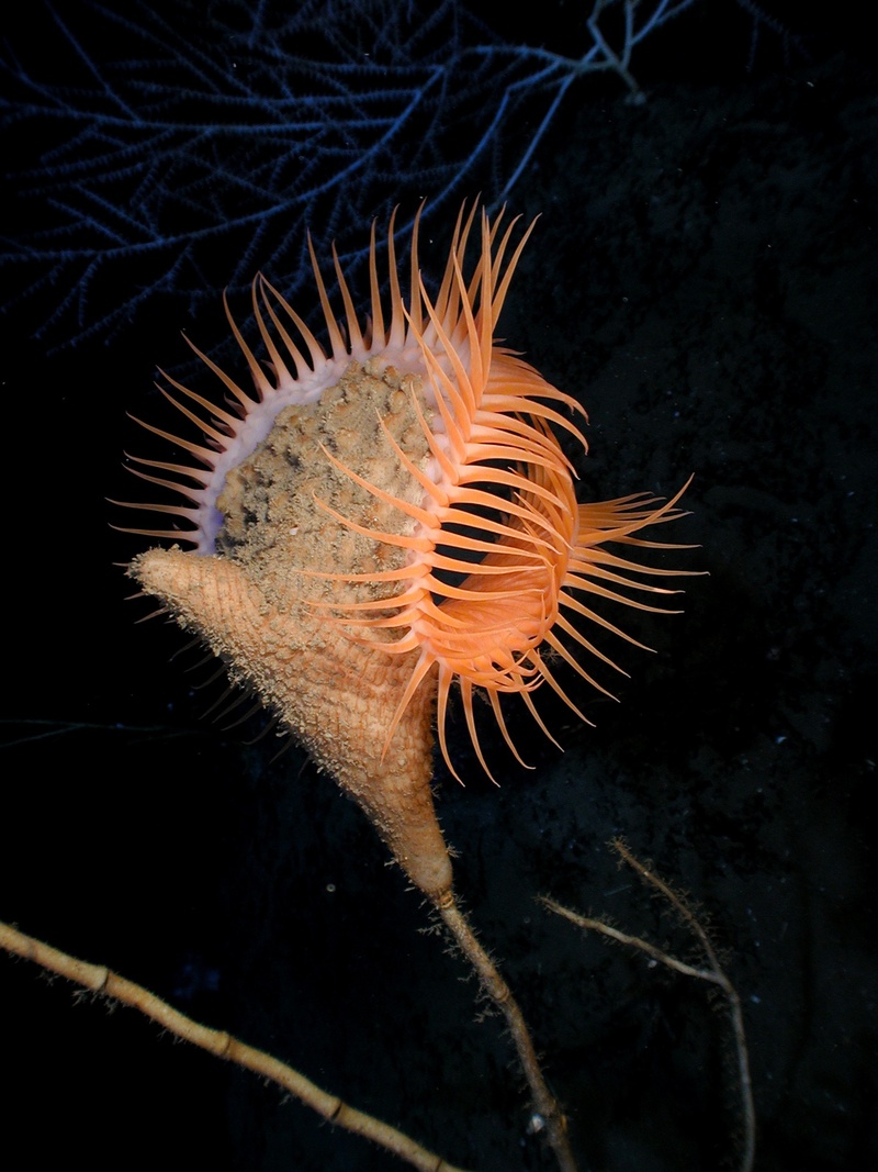 animal wildlife, soft coral, seenelke, no people, meeresbewohner, water creature, aquarium, venus flytrap sea anemone, animals in the wild, sea, marine