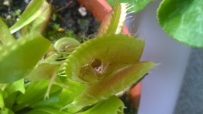 Earth, 2K, Venus flytrap