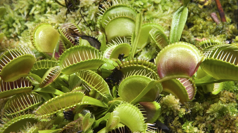 venus, flytrap, plants, 1080P, nature