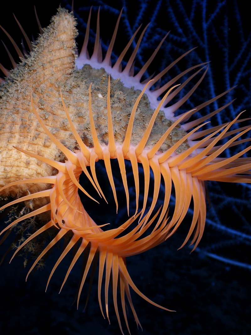 ocean, lovely, creature, close-up, fish, deep, animal, water, sea Life, macro, reef, one animal, Venus Flytrap, sea anemone, sea, life, Beautiful, underwater