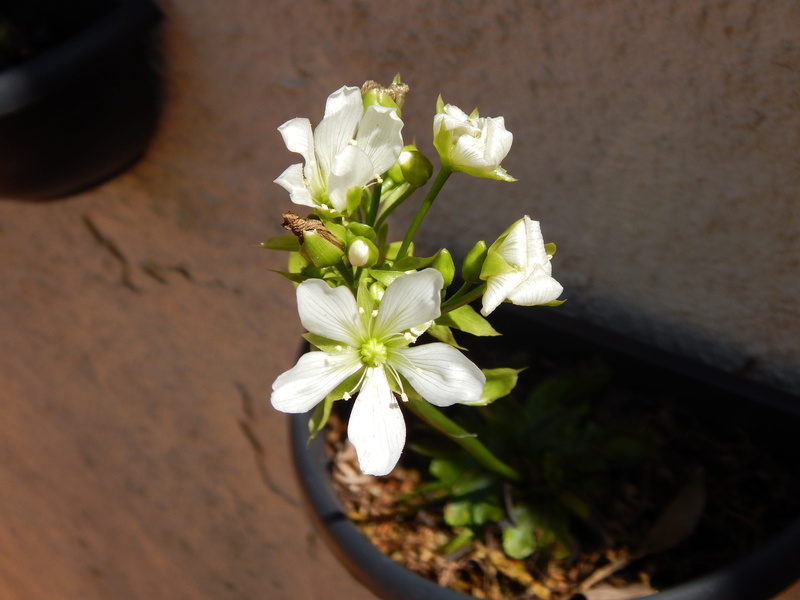 venus flytrap, button, fragility, plant, nature, inflorescence, flower, beauty in nature, outdoors, flowering plant, 4K, day, garden, growth, vulnerability