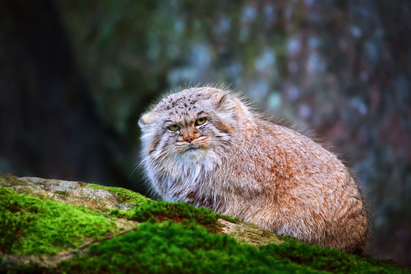 brown, green Color, cute, land, felline, plant, manul, whisker, mammal, animal wildlife, animals In The Wild, close-up, grass, forest, 1080P, carnivore