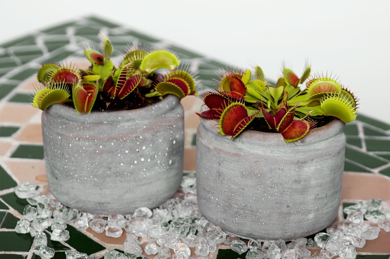 food, close-up, venus flytrap, fruit, flower Pot, household equipment, temptation, berry fruit, plant, glass, pots, decoration, food and drink, gray, day