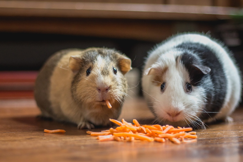 group of animals, eating, rodent, hungry, guinea pigs, pet, carrots, hamster, pigs, animal, pets, animal themes, food, food and drink, domestic, vegetable