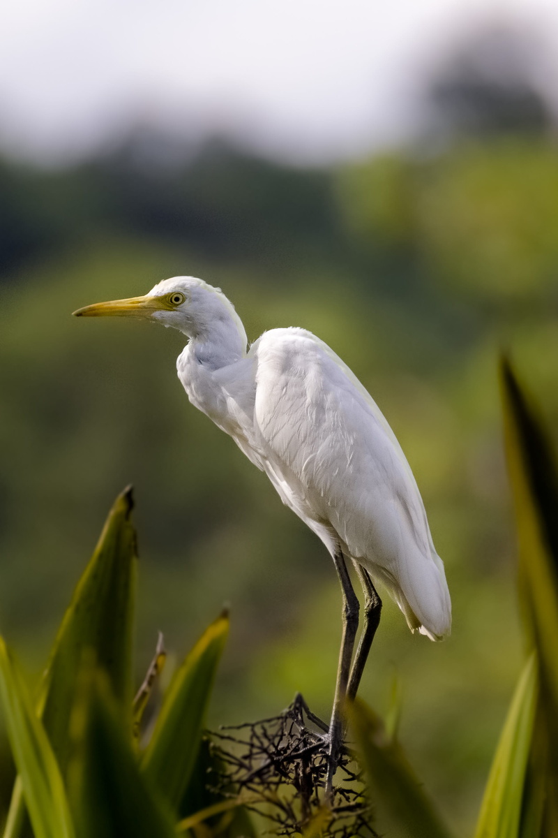 2K, plant, beauty in nature, outdoors, egret, putrajaya, day, perching, nature, white color, beak, animals in the wild, animal themes, close-up, focus on foreground