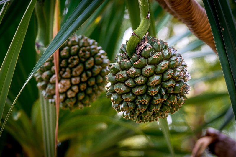 nature, food and drink, outdoors, wellbeing, tropical fruit, pineapple, no people, close-up, agriculture, plant, putrajaya, beauty in nature, plant part