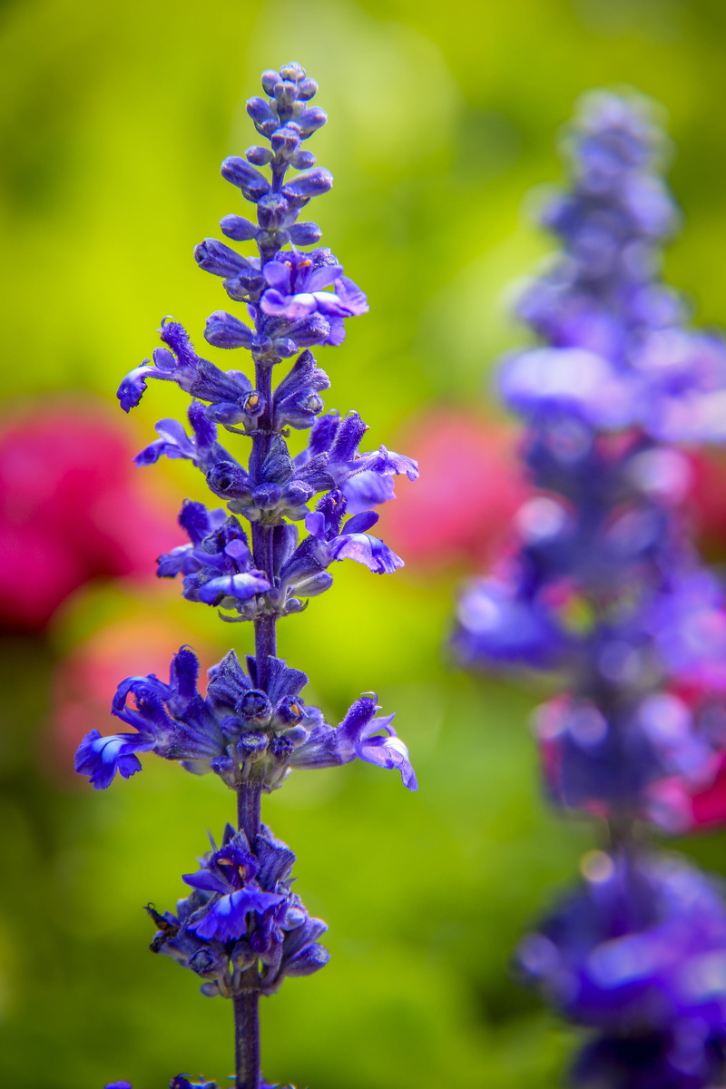 flower head, focus on foreground, wonderful, growth, sunny, beautiful, cute, park, visit, travel, vulnerability, no people, tour, sky, landscape, amazing