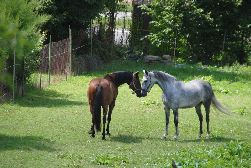 green color, tree, 4K, land, was love, herbivorous, pets, horses, horse, livestock, animal themes, meadow, grey, pasha, nature, animal wildlife, grey horse