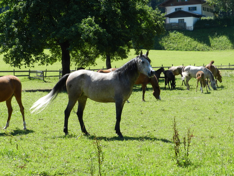 no people, plant, animal, pasha, tree, grass, mammal, day, vertebrate, ranch, domestic animals, herbivorous, pets, built structure, domestic, horse, animal wildlife