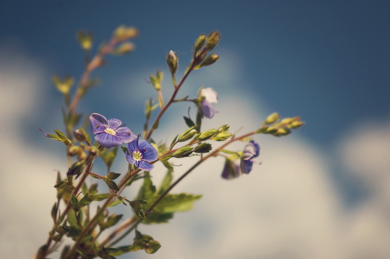 flower, Pasha Ivanov, macro, 1080P, sprig, photographer