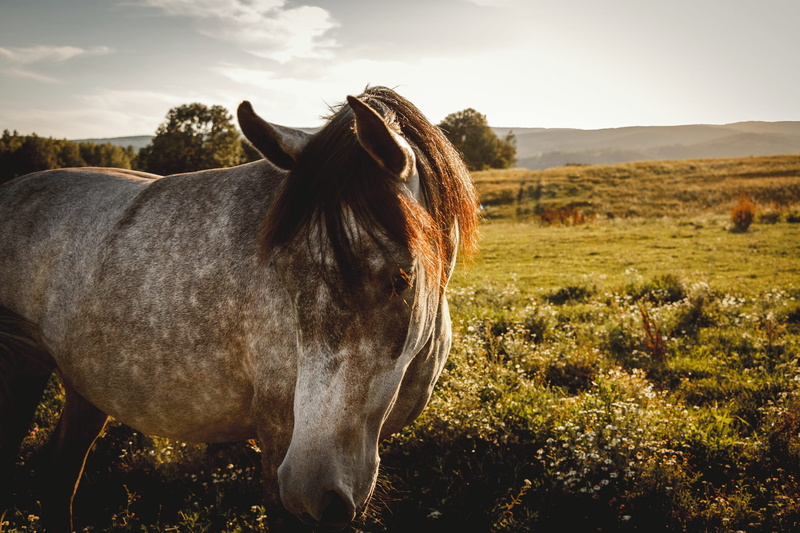 plant, animal themes, slovakia, 1080P, livestock, landscape, sky, land, ranch, fence, domestic animals, horse, brown, herbivorous, forest, animal wildlife