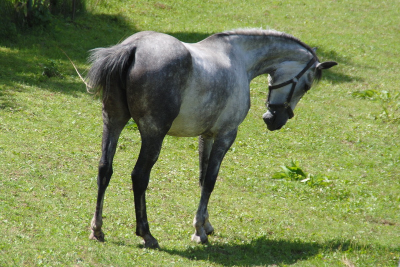 nature, pets, domestic, plant, grey horse, livestock, slovakia, pasha, animal, field, animal themes, herbivorous, mammal, horse, green color, mare, koník