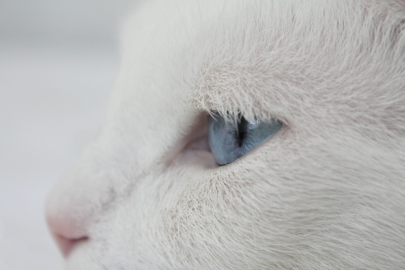 animal nose, domestic animals, one animal, white color, livestock, close-up, animal hair, white, animal body part, domestic, animal eye, hair, photo, animal
