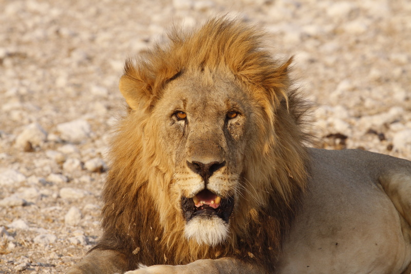 roaring, animal teeth, mouth open, mouth, carnivore, animals In The Wild, safari, animal wildlife, feline, big Cat, male animal, no people, close-up, kenya