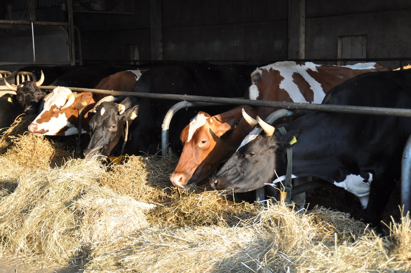 cattle, ranch, hay, outdoors, agriculture, domestic animals, herbivorous, dairy Farm, farm, agricultural building, rural Scene, pets, no people, group of animals