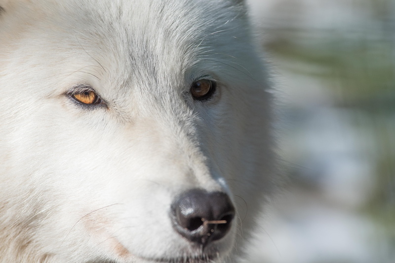 domestic, swiss, zoom, pets, one animal, day, loup, portrait, eye, domestic animals, close-up, vaud, no people, animal themes, 5K, switzerland, animal body part
