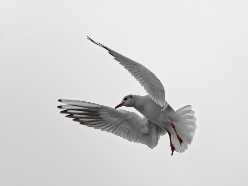 Montreux, animal wing, one animal, flight, animal body part, flying, copy space, no people, sky, bird, clear sky, Lake, spread wings, waterfowl, outdoors