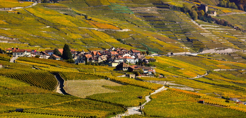 lavaux, viticulture, epesses, vine, green color, residential district, nature, no people, house, vaud, switzerland, 5K, field, crop, plant, village, land