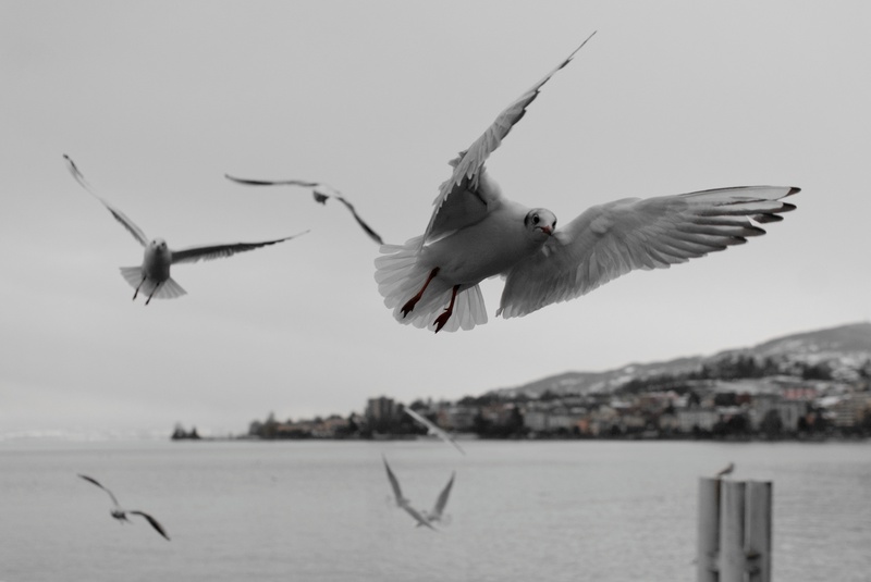 sky, nature, pinnate, flying, seagull, water, focus on foreground, vaud, animal themes, sea, water bird, group of animals, no people, spread wings, 2K