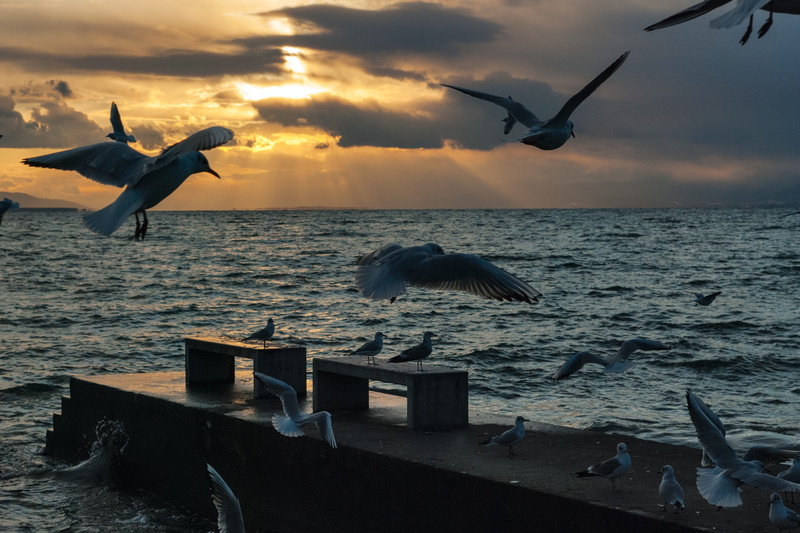 pinnate, Geneva, animal wildlife, lake, no people, fish, fly, transportation, Vaud, vertebrate, Seagull, water, Montreux, Lake, nature, flying, sky, flock
