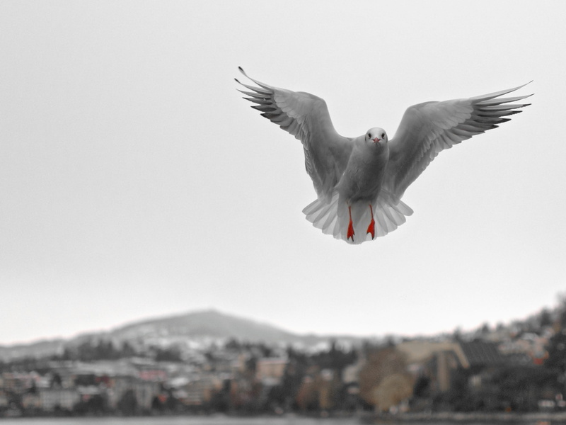 Lake, animals in the wild, animal, waterfowl, nature, geneva, animal themes, flying, spread wings, fly, sea, no people, outdoors, bird, Montreux, low angle view