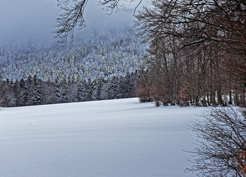 land, switzerland, outdoors, tranquility, col du mollendruz, plant, snow, cold temperature, tranquil scene, snowcapped mountain, 5K, nature, winter, snowing