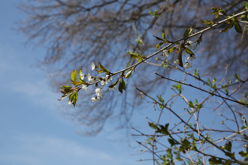 flower, tranquility, blue sky, fragility, 5K, buds, branch, branches, sky, beauty in nature, outdoors, switerland, sprout, flare, nature, cherry blossom