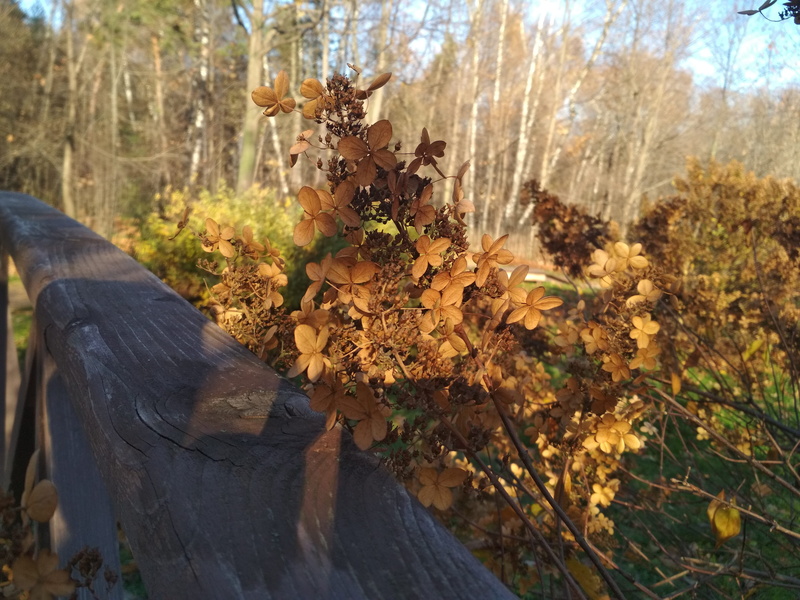 field, wood - material, outdoors, close-up, day, 4K, russia, land, tree, beauty in nature, plant, flowers, sky, wood, sunlight, 5-y luchevoy prosek, no people