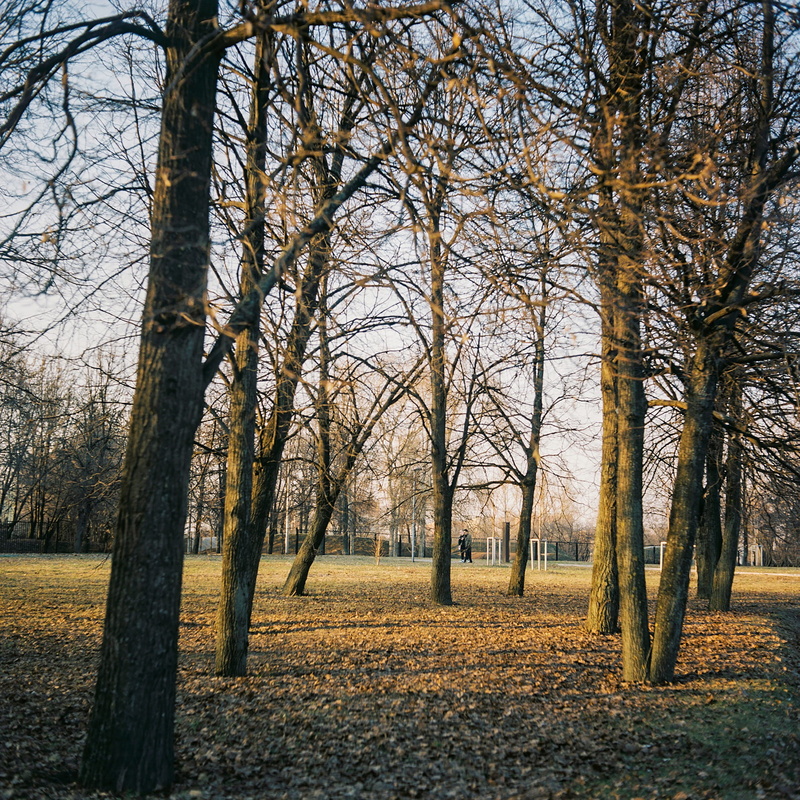 branch, change, environment, tree, beauty in nature, outdoors, russia, tree trunk, nature, park, sunset, growth, land, treelined, non-urban scene, tranquil scene